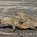 dragon_komodo_hsb_rinca_h_0325_kom1681.jpg